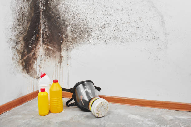Best Mold Testing and Removal  in Wynnewood, OK