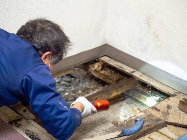 Mold Testing and Removal in Wynnewood, OK