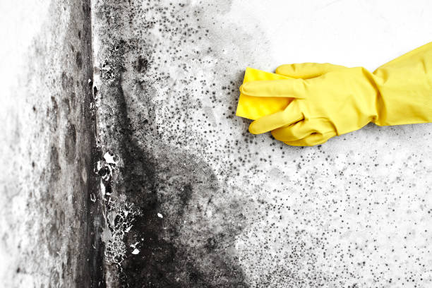 Best Mold Testing  in Wynnewood, OK