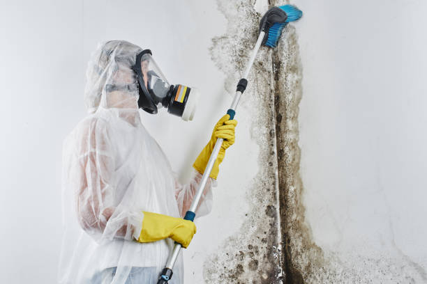 Best Home Mold Removal  in Wynnewood, OK