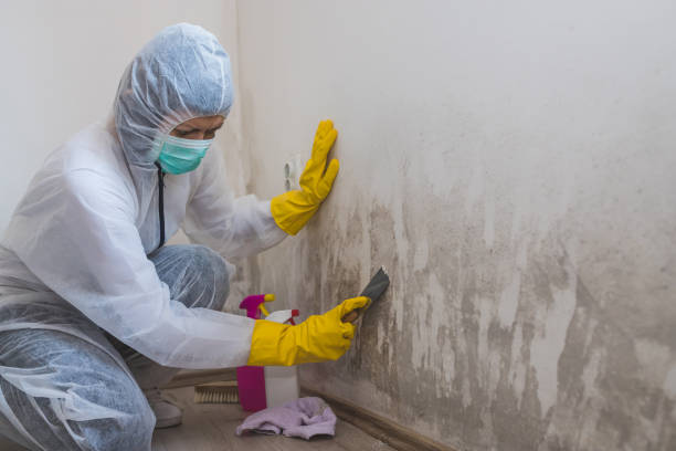 Best Local Mold Removal Service  in Wynnewood, OK