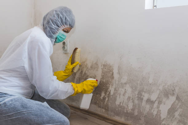 Best Mold Inspection  in Wynnewood, OK