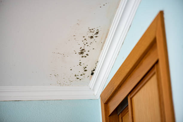 Best Toxic Mold Removal  in Wynnewood, OK