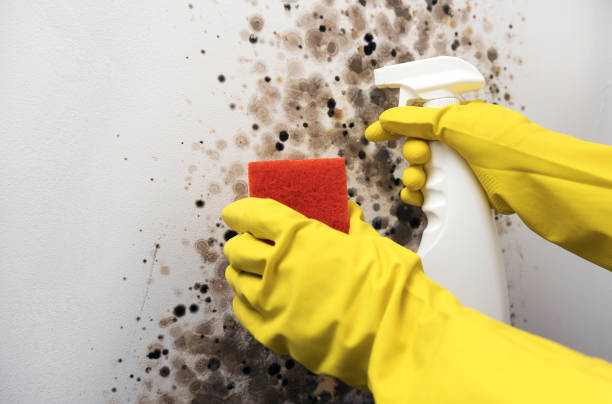 Best Commercial Mold Removal  in Wynnewood, OK