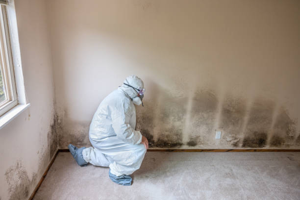 Best Certified Mold Removal  in Wynnewood, OK