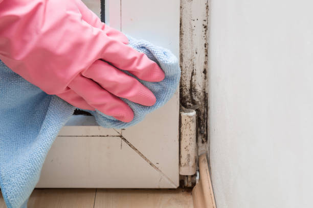 Best Mold Removal Near Me  in Wynnewood, OK