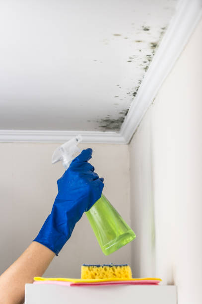 Best Office Mold Removal Services  in Wynnewood, OK